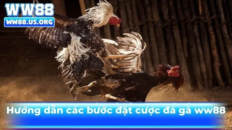 Hướng dẫn các bước đặt cược tại đá gà ww88